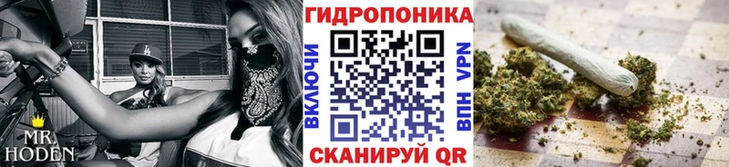 Каннабис сатива Гусь-Хрустальный